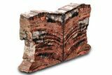 Tall, Arizona Petrified Wood Bookends - Red and Black #297314-1